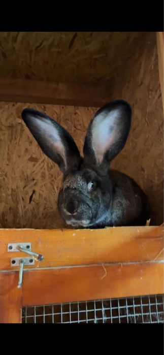 Iepuri Mascul si Femela de Urias German