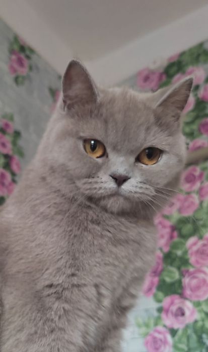 Британская кошка