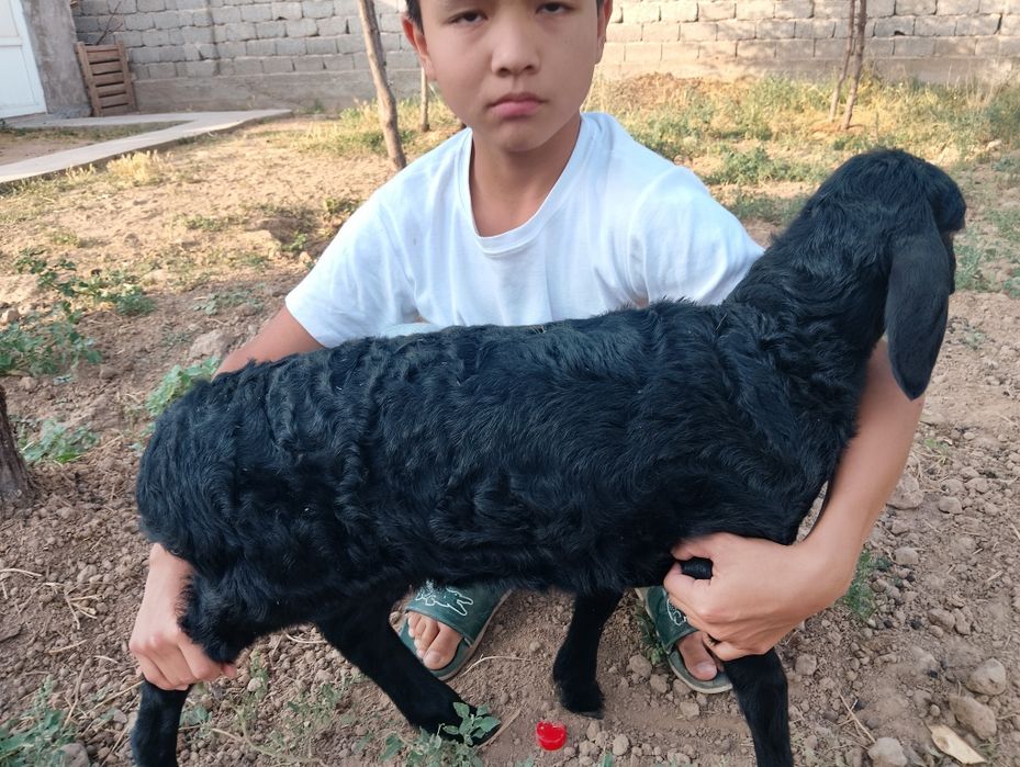 Қозы қой сатылады