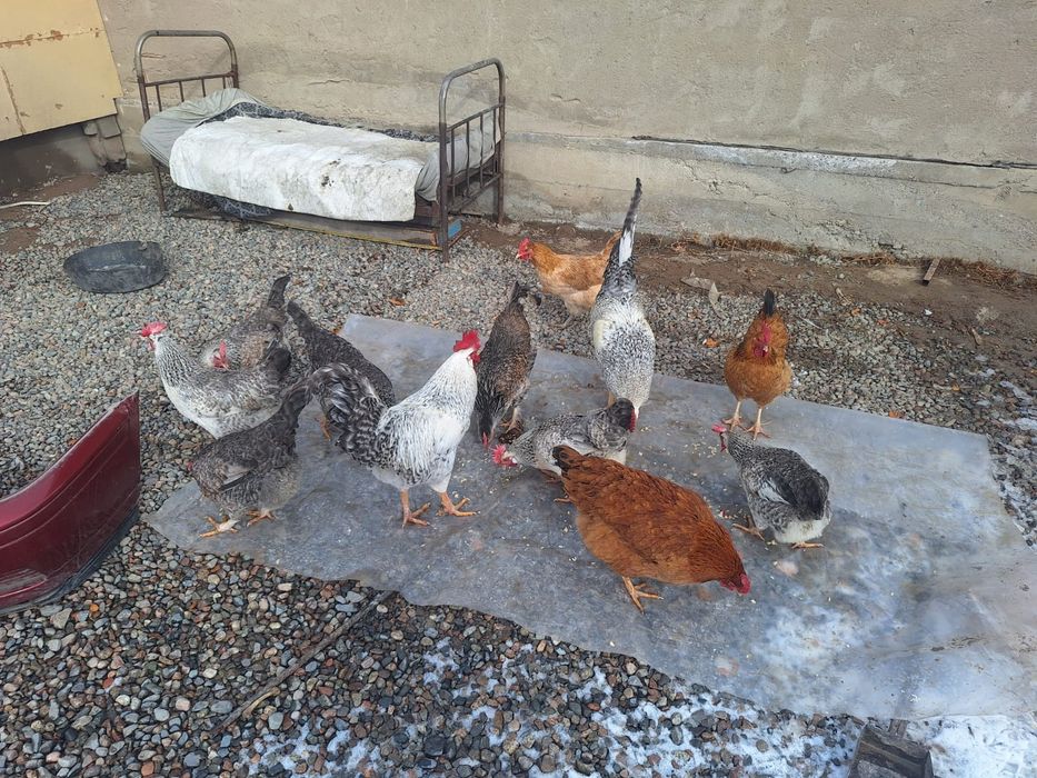 Борковский борвистая.