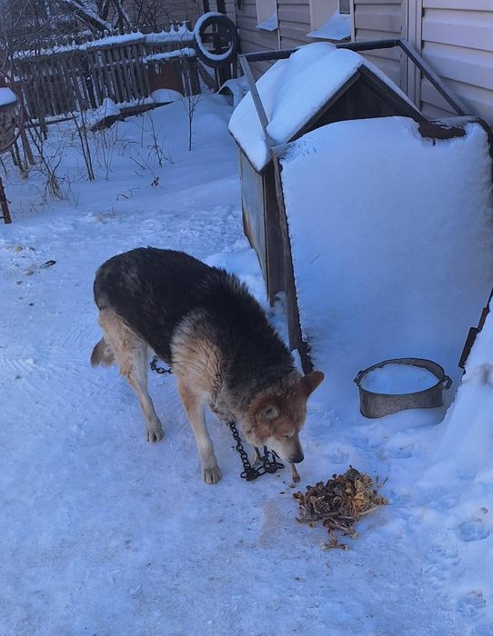 Пропала собака!!!