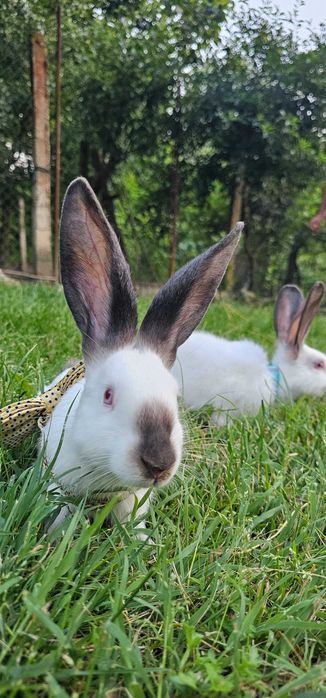 Iepuri Marele Belgian și Uriaș de Transilvania