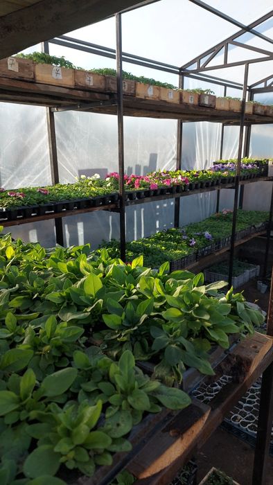 Петуния разная продам