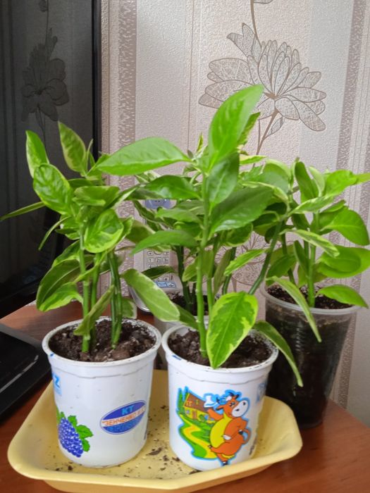 Продам комнатный цветок