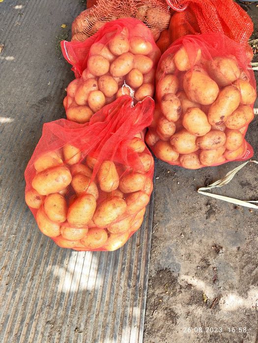 Картофель  домашний.