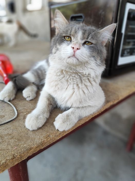 Отдам за даром кот KITY