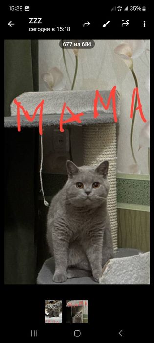 Котенок  3 месяца мугук бооаси