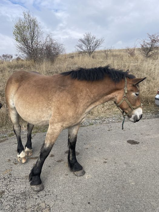 Vand mănza de 2 ani semi greu