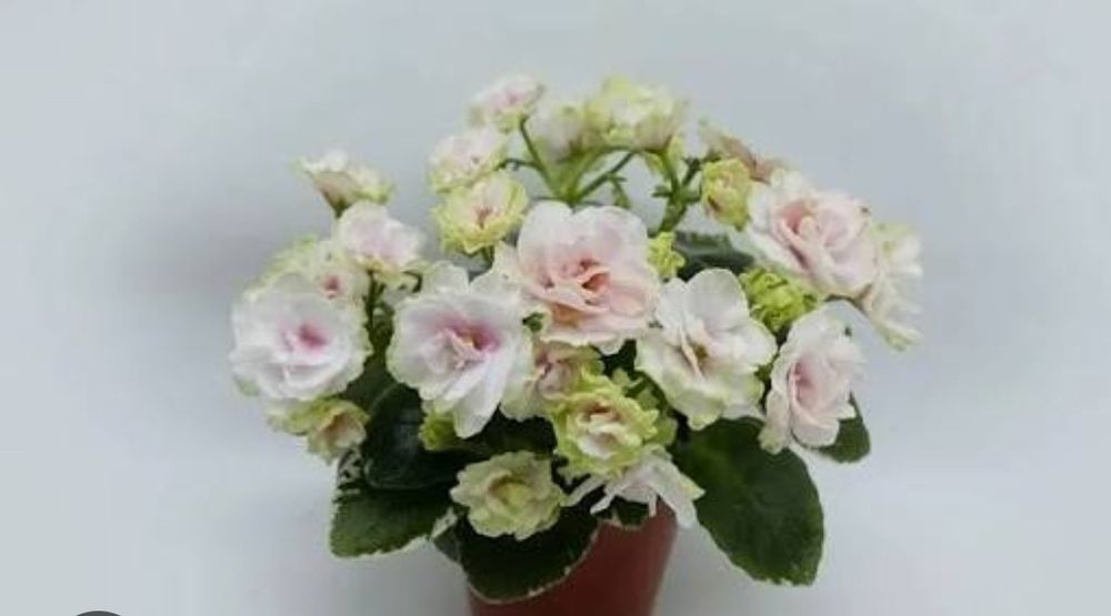 Фиалки. Набор листов