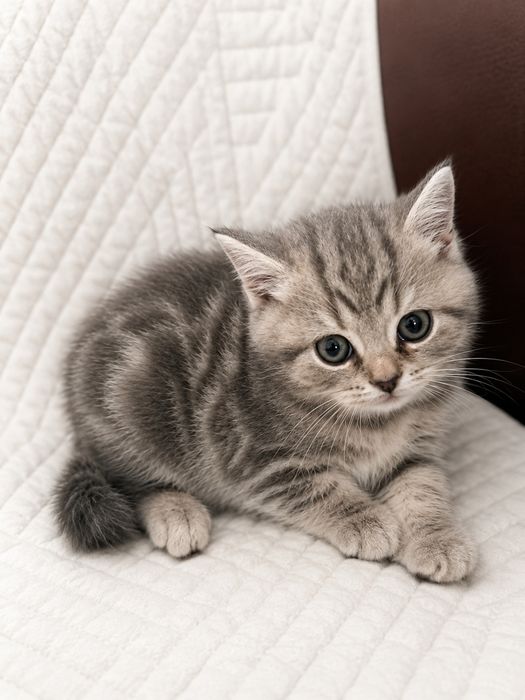 Продается котенок,девочка,шотландка,возраст 2 мес