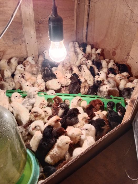 Цыплята разные породы