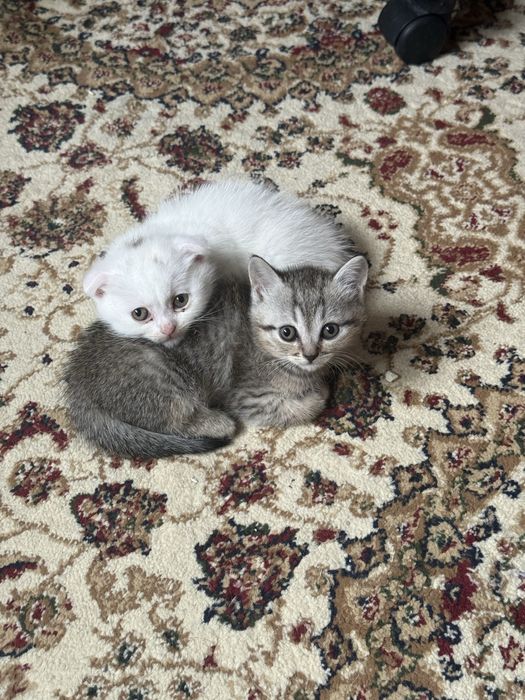 Шотландские красавцы