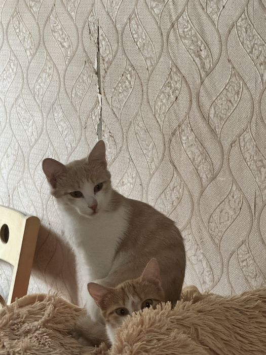 Отдам котика, мальчик