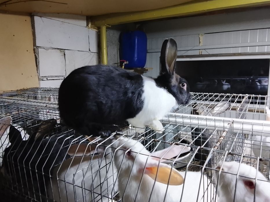 Vând iepuri hycole francez și Panon