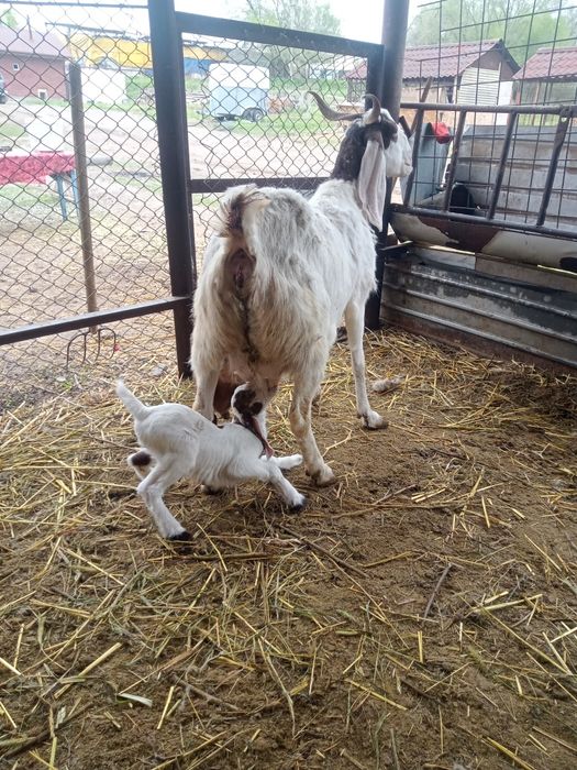Коза с козлятами