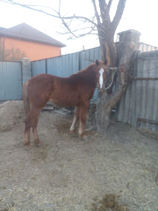 англо тяж кабылка