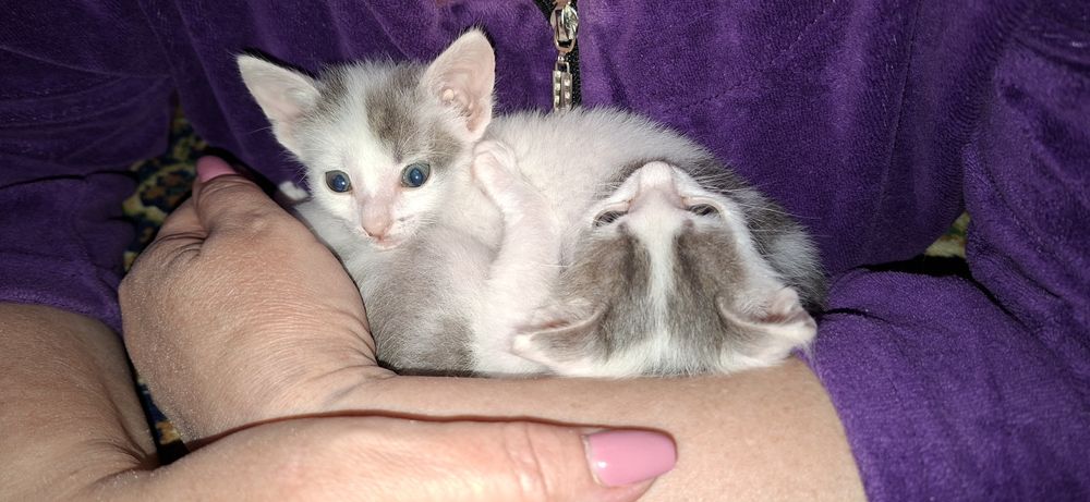 Пушистое счастье