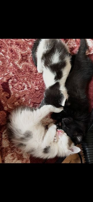 Котята в добрые руки даром