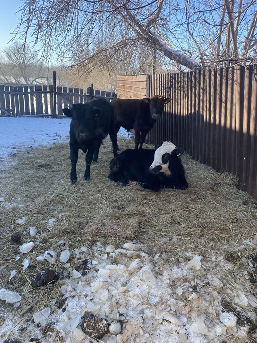 Бычки годовалые на племя