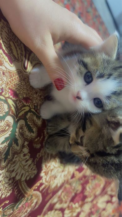 Mushuk bolalari 2ta zotli