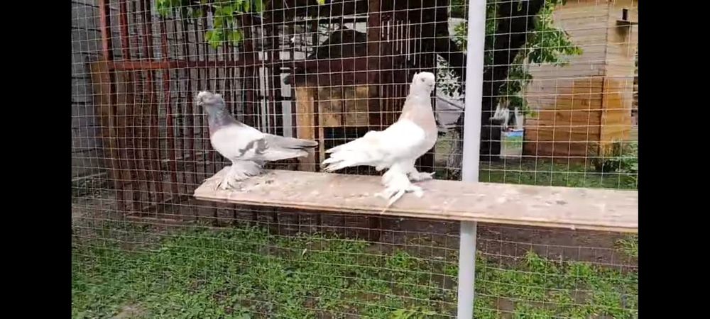 Голубка чинка полосатые пара