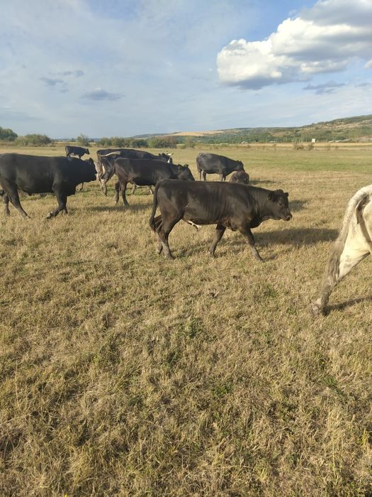 Vând țiței rasa de carne metis