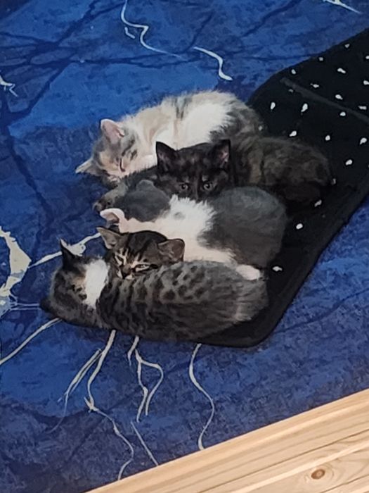 Отдам котят в добрые руки