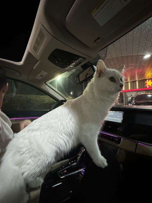 Отдам в хорошие руки кота