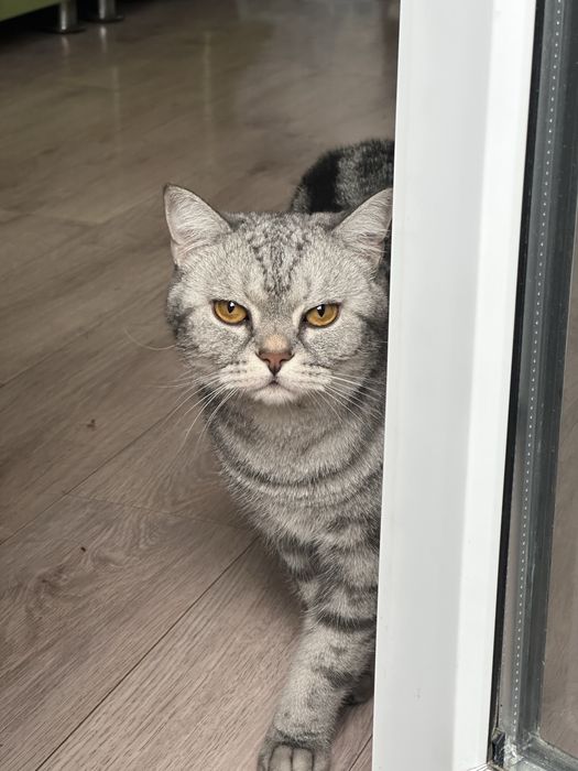 Отдам кота в добрые руки