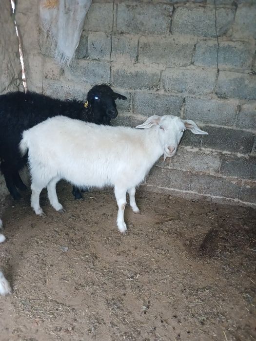 Теке ешкі сатылады , орыс ешкі