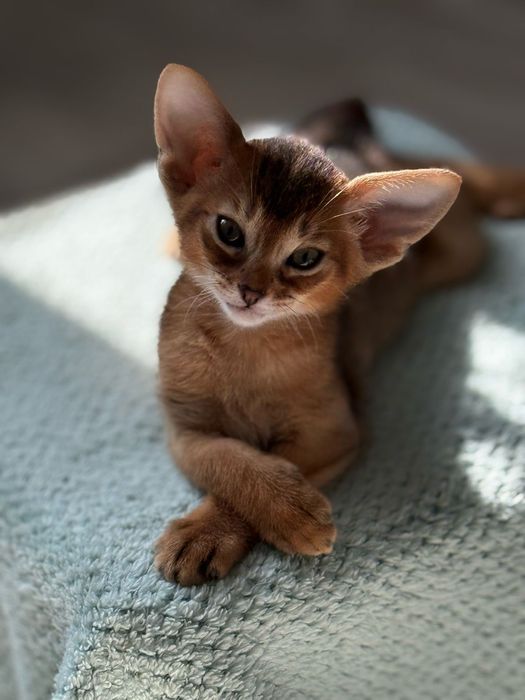 Абиссинские котята