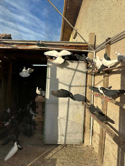 Продавам 80 гълъба -здраво и гледано ято