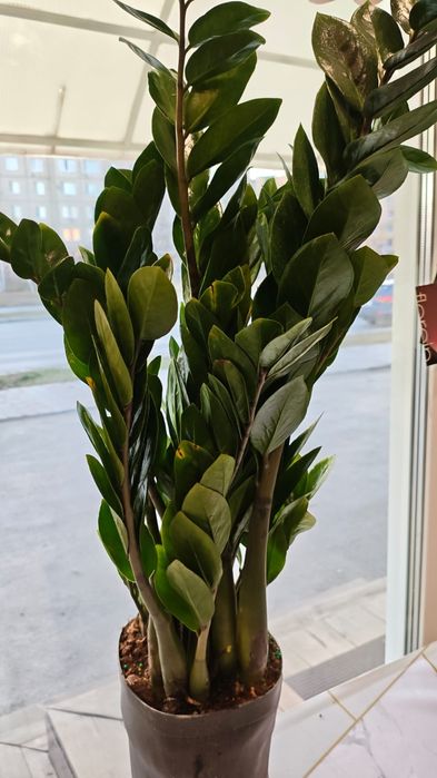 Продам комнатные цветы