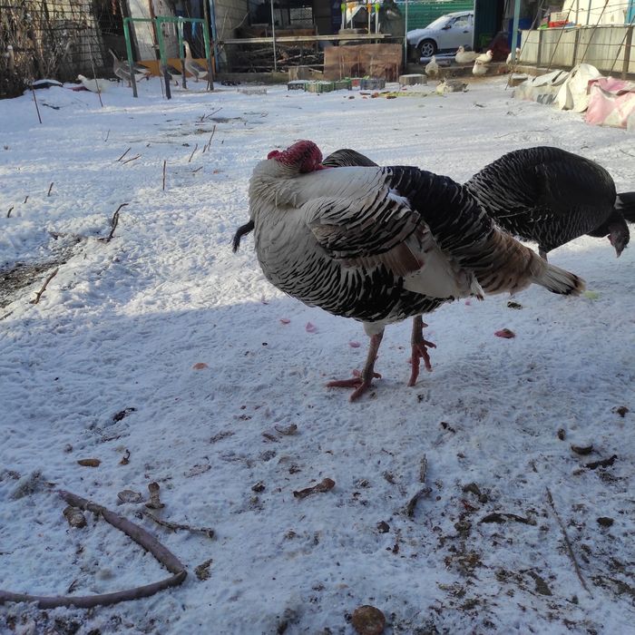 Продам мясо индюка