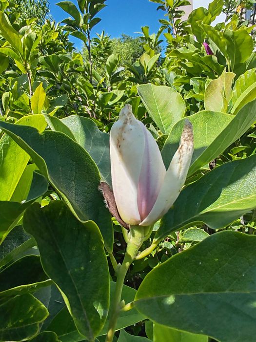 Magnolia la ghiveci 1,5 m pana la 2m