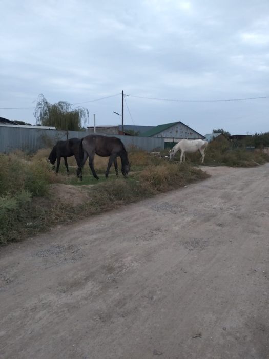 Бие тайымен сатылады.