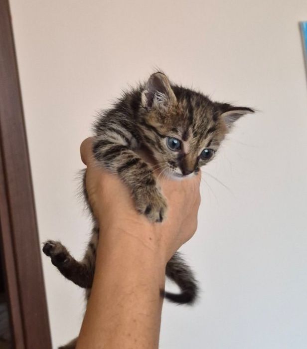 Подарявам малко коте