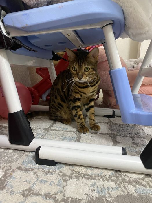 Бенгальская кошка