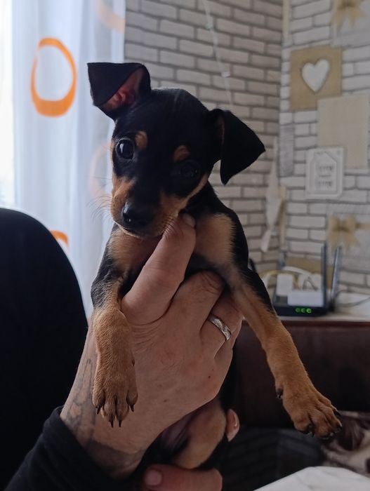 Продам той терьера