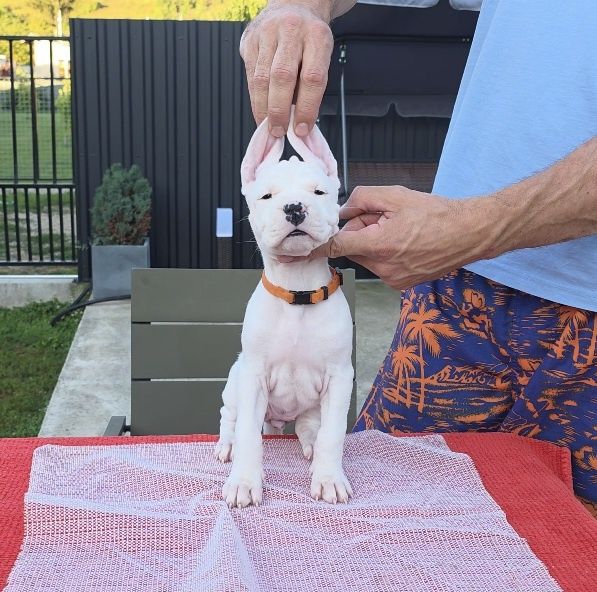 Dogo argentino/Dog argentinian