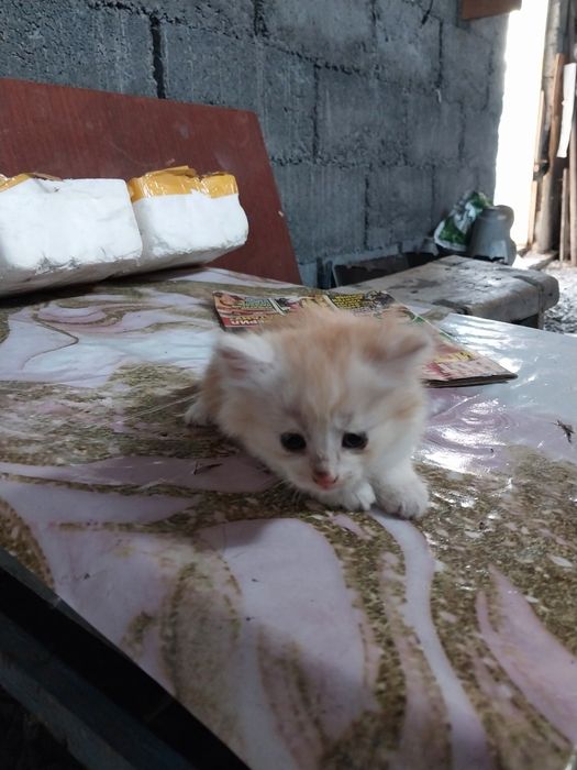 Отдам котят в добрые руки