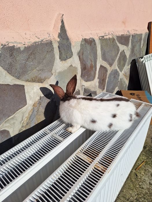 Iepure fluture german