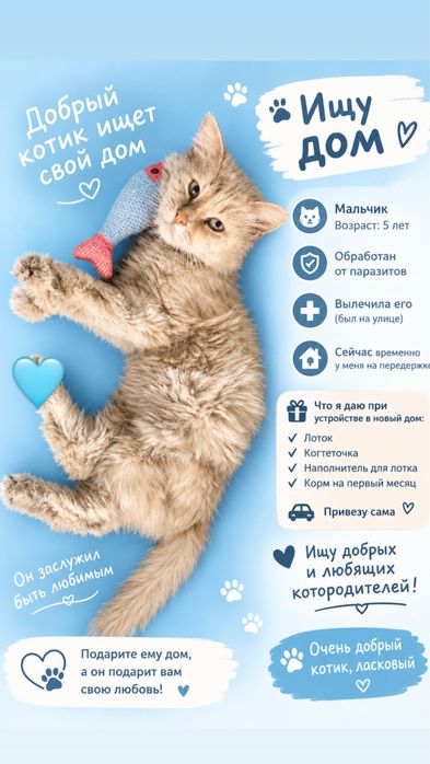 Ищу для бездомного котика дом