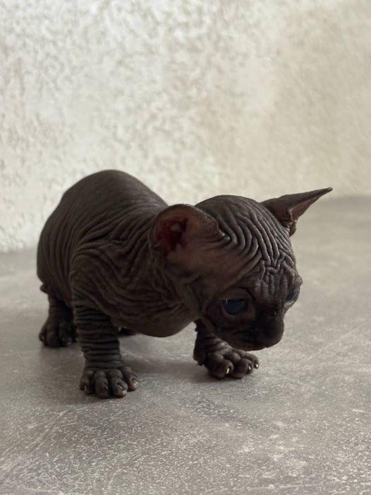 Продам котят канадский сфинкс