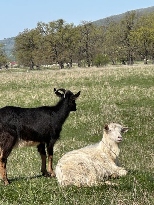 Capre cu iezi de vanzare