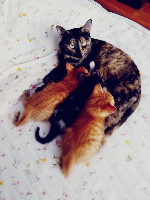 Отдам котят 2 мальчика и девочку