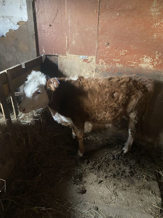 Бычок 7 месячный