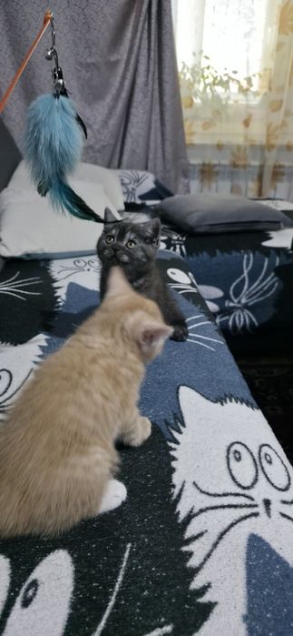 Британские котята,  клубные,  готовы  резерву!