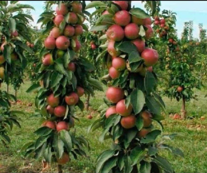 Vând Pomii Fructiferi Altoiți Columnari anul 3 vegetație Certificați