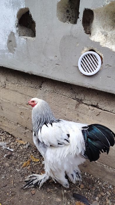 Vând cocos brahma heminat alb și Marans  negru.